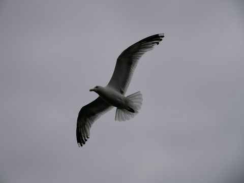 Möwe, Vogel, Strand, Himmel, Wolken