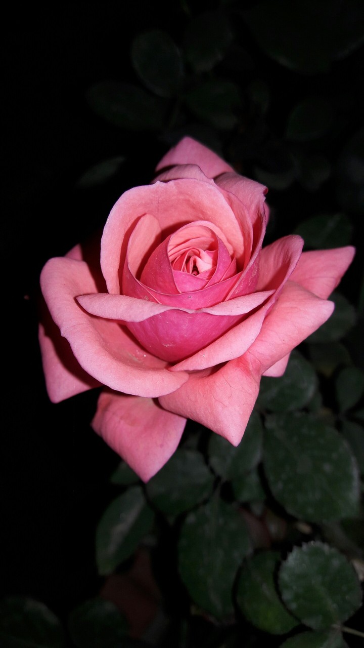 pink Rose#flower#love#nature#midnight flower#my garden