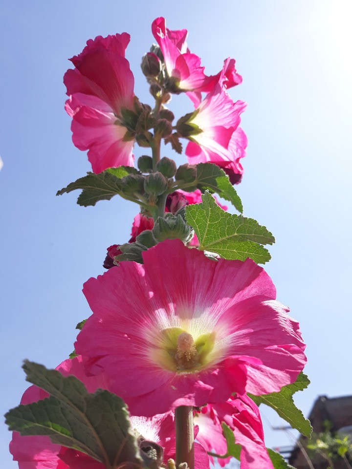 photo from my garden
