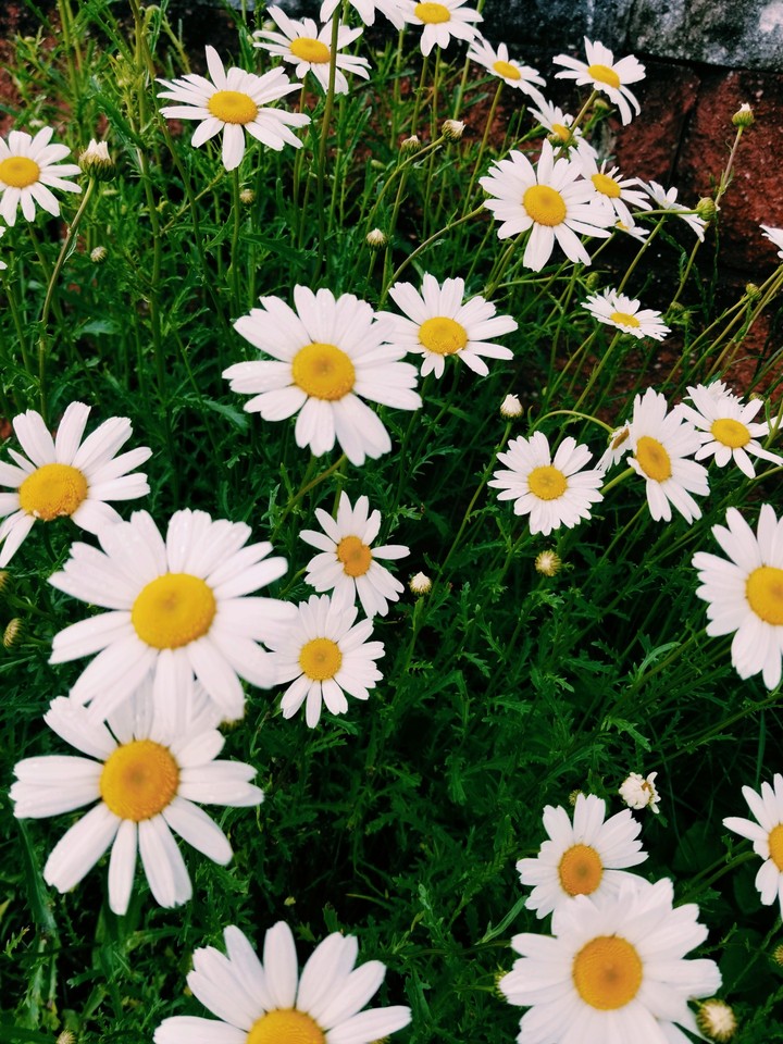 daisies