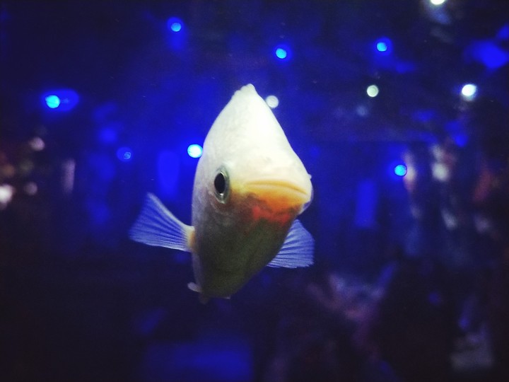 Fish#aquaruim#wannacatchit#thateyes#❤️❤️