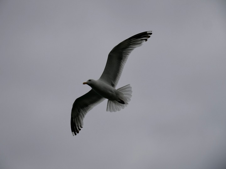 Möwe, Vogel, Strand, Himmel, Wolken