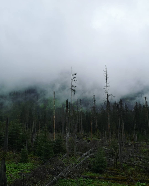 foggy trees