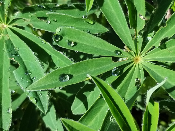 liscie