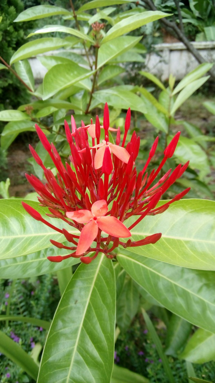 Hoa mẫu đơn đỏ