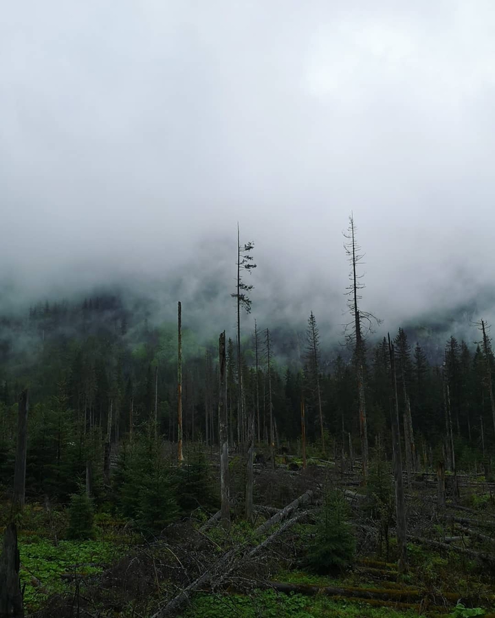 foggy trees