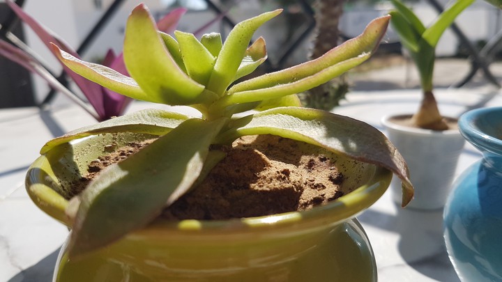 House plants