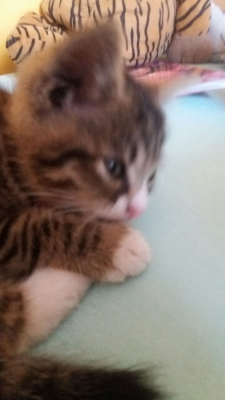 mini cat