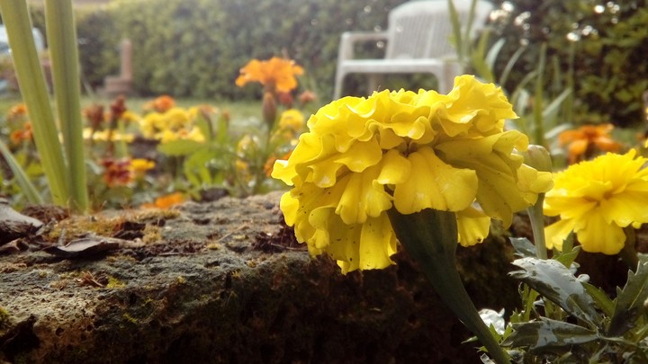 My garden