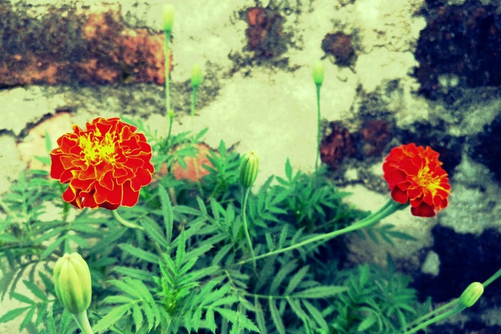 flower