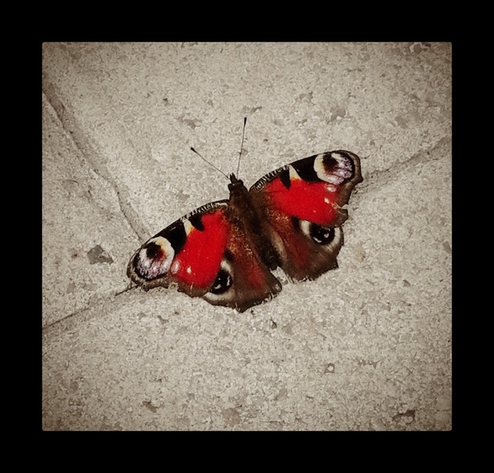 butterfly