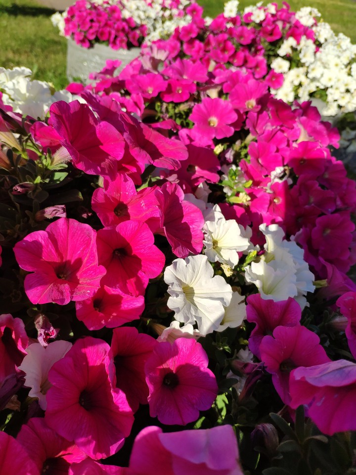 Petunia flowers