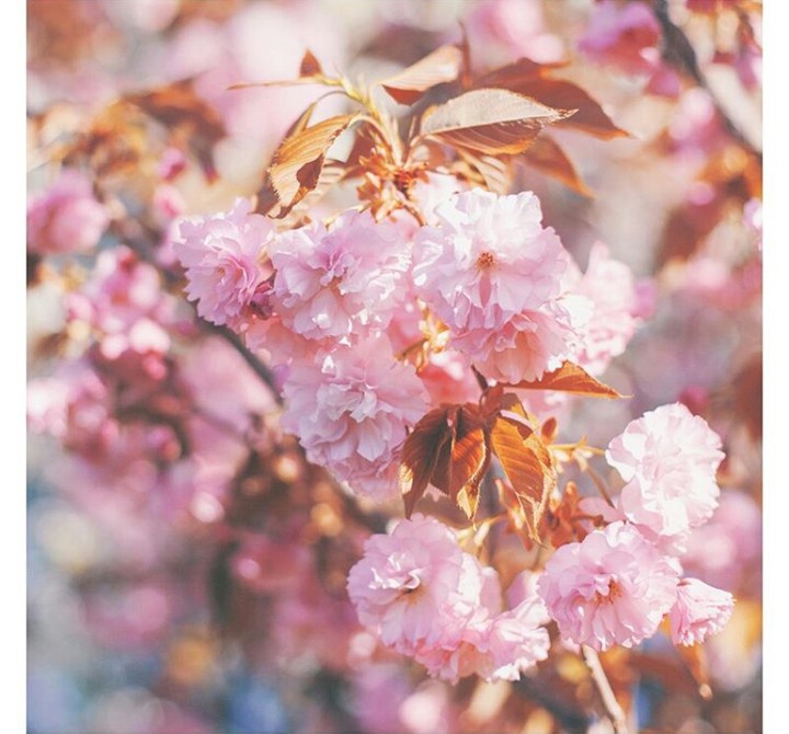 pink bloom