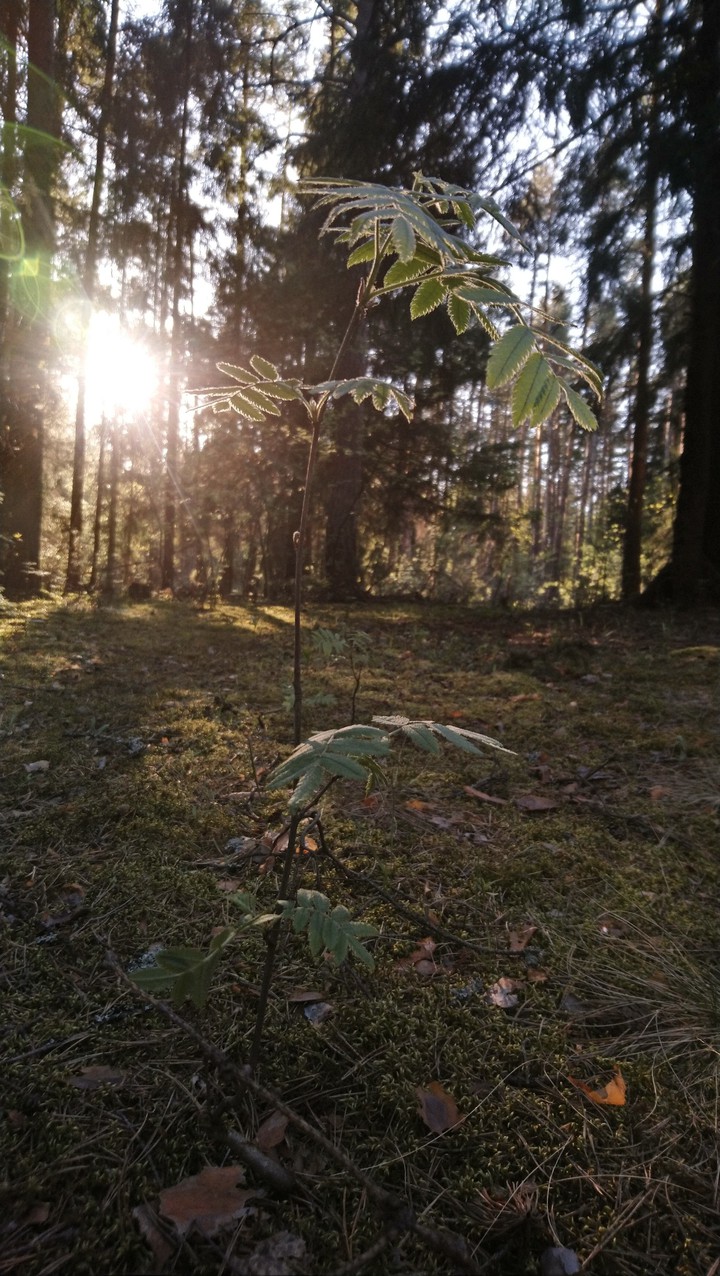 nature