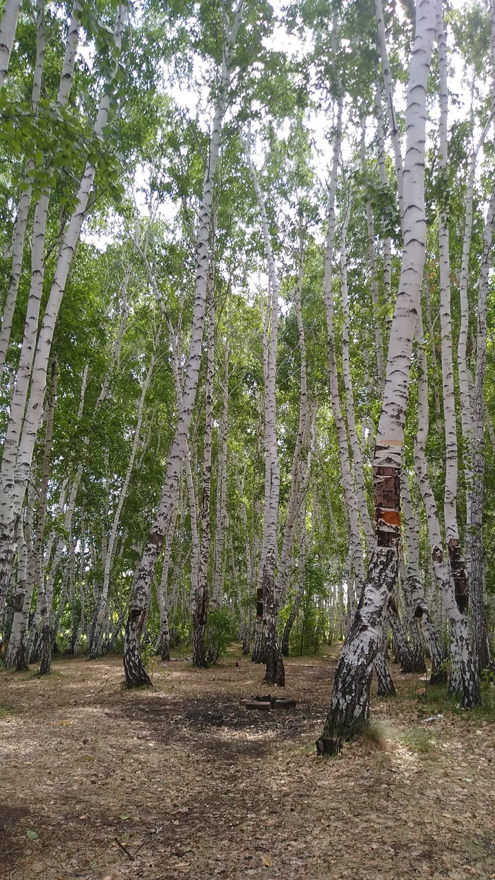 forest