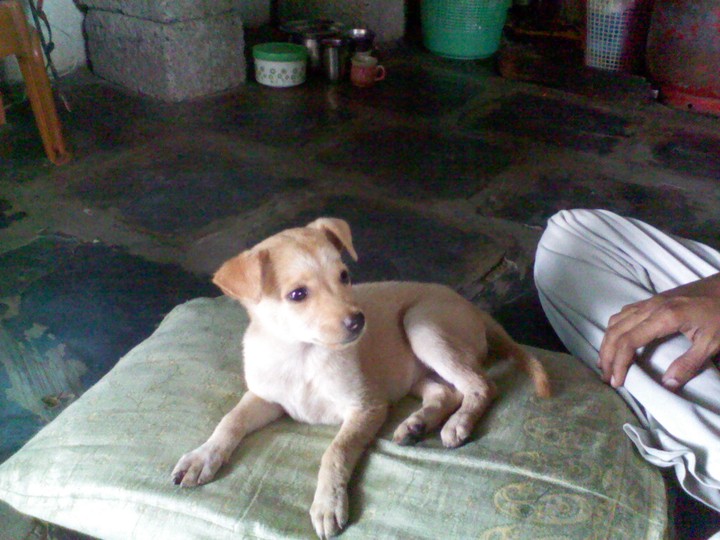 cute puppy....