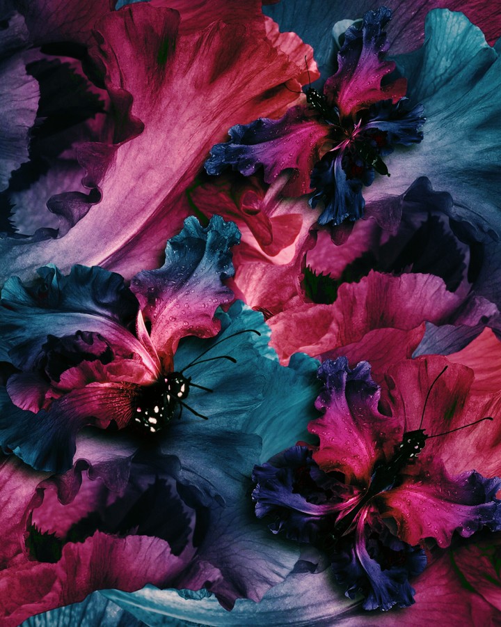 butterflies