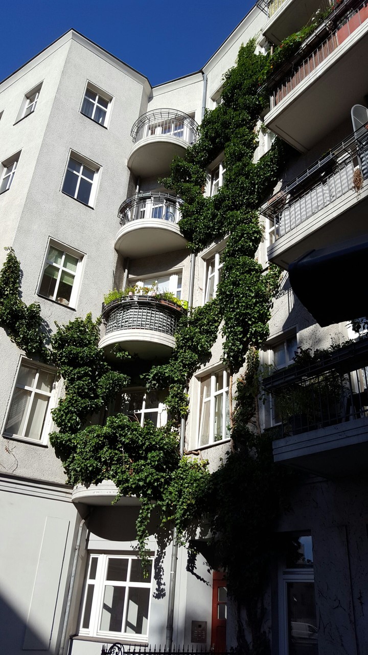 beautiful creeper plants