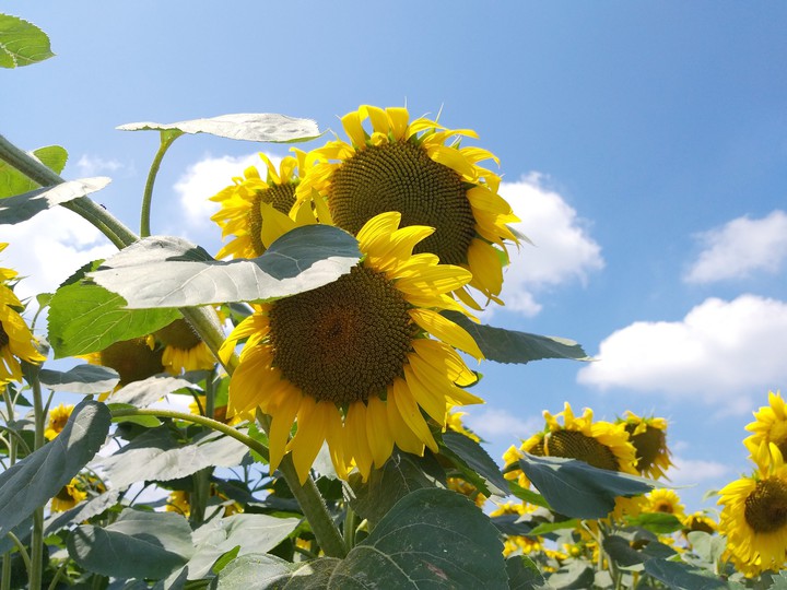 Sunflower