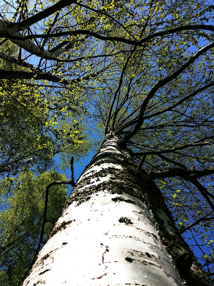 birch tree