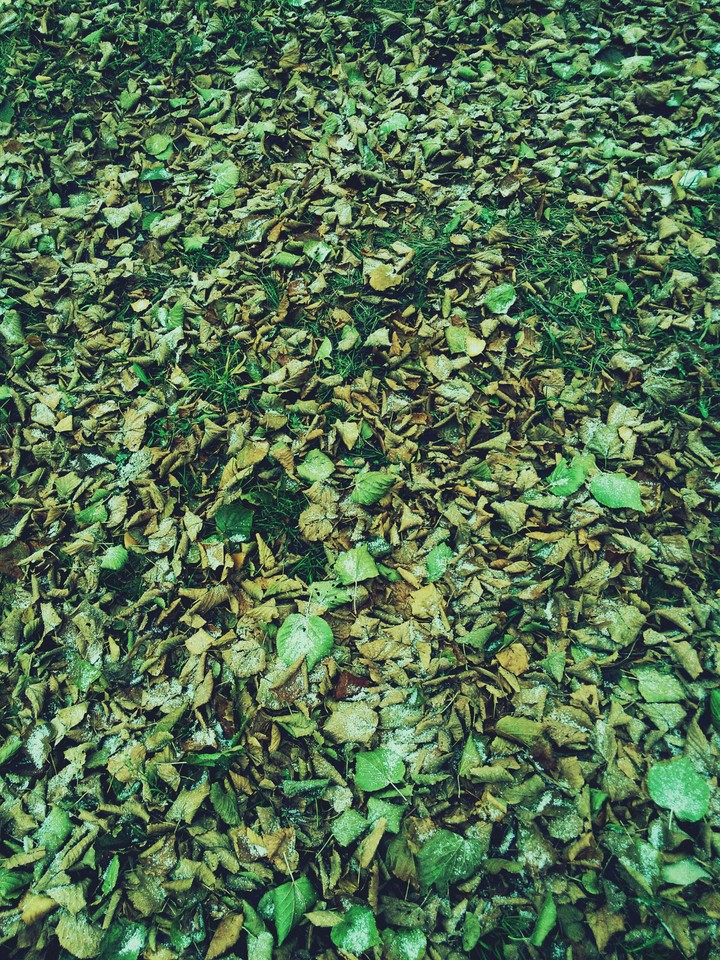 # autumn