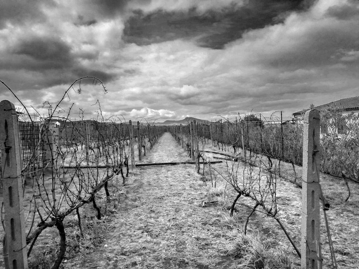 vineyard
