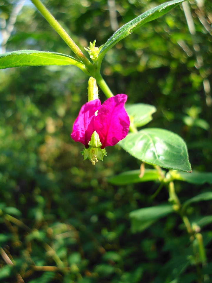 little flower