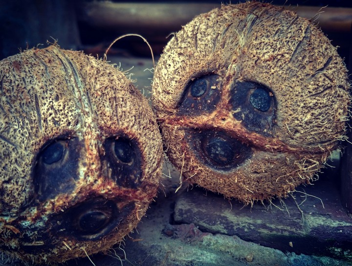 Coconuts