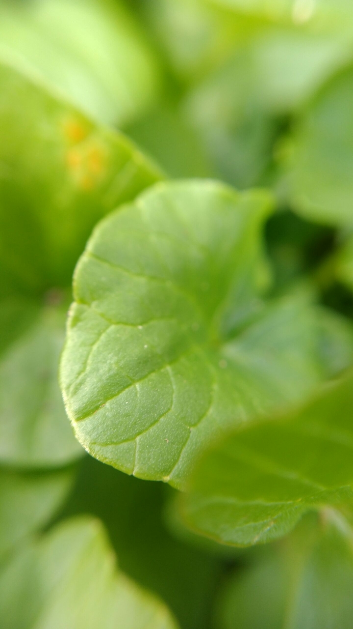 green leaf