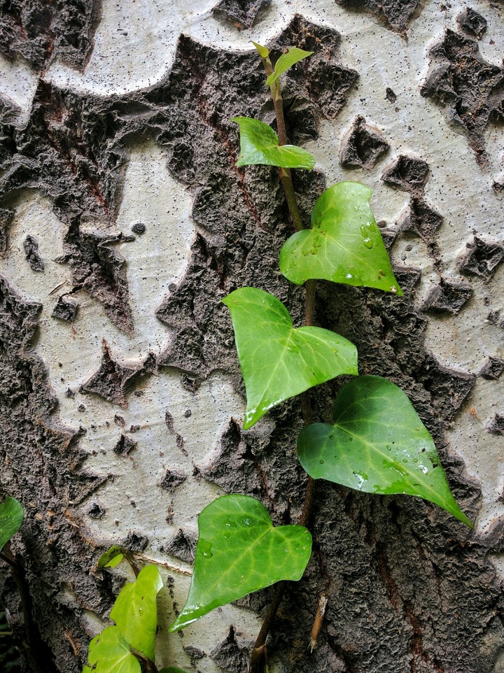 Green leaf