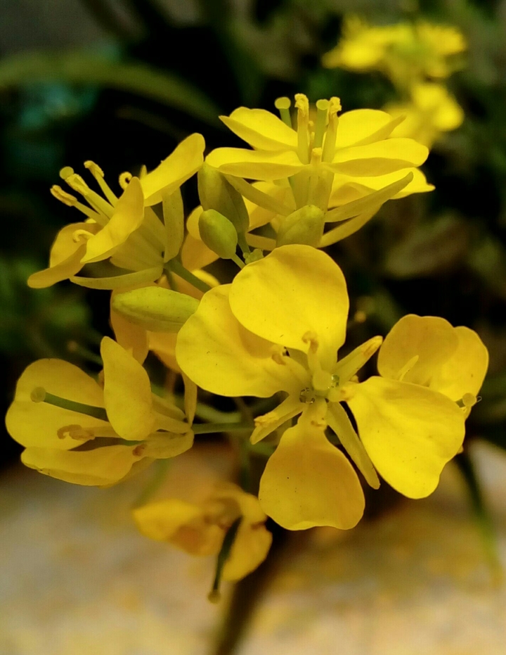 Yellow Flower