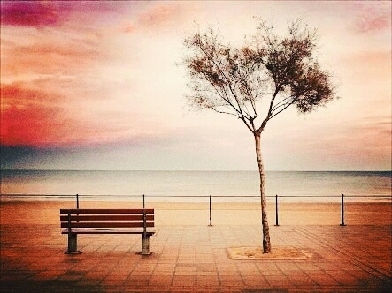 Alone tree