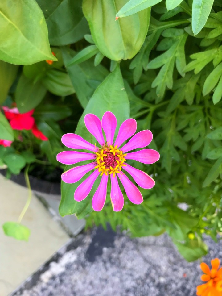 pink
