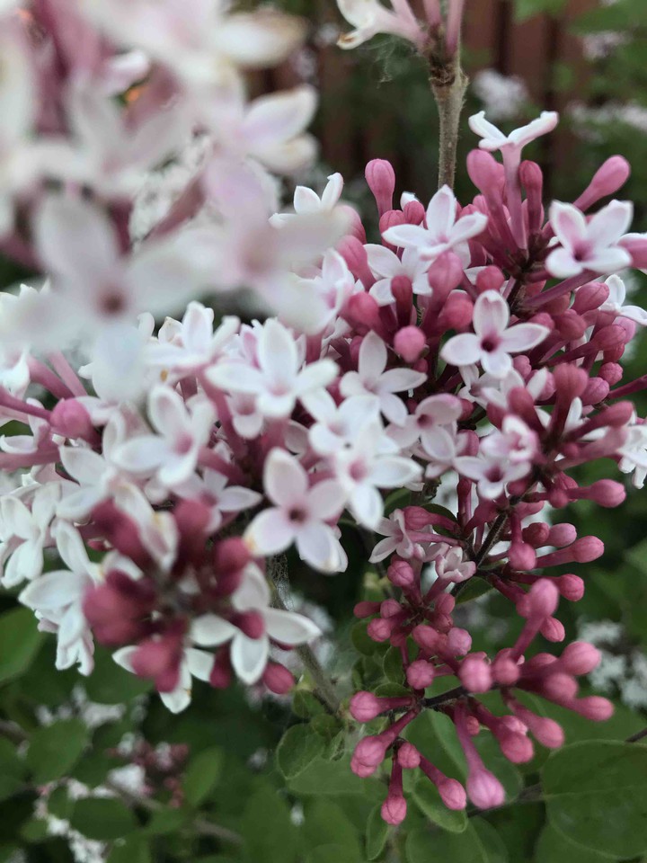 lilac
