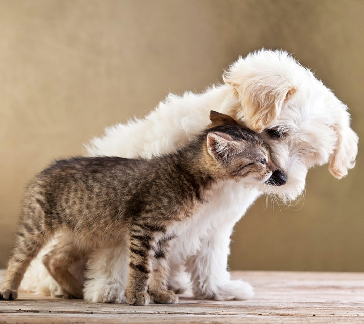 Cat and Dog