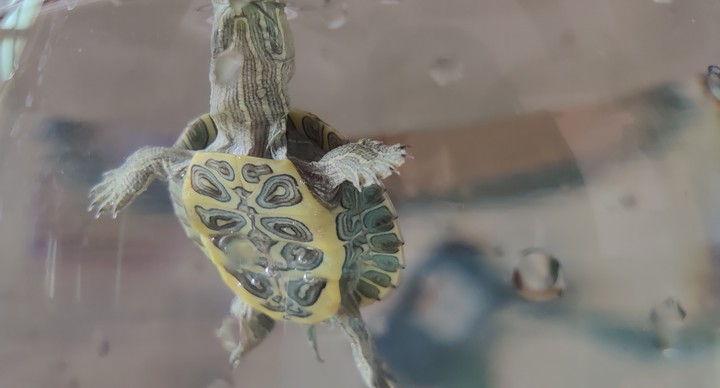 Red Ear Slider ❤️