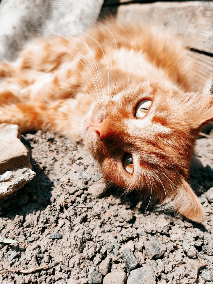 кошечки мордашка