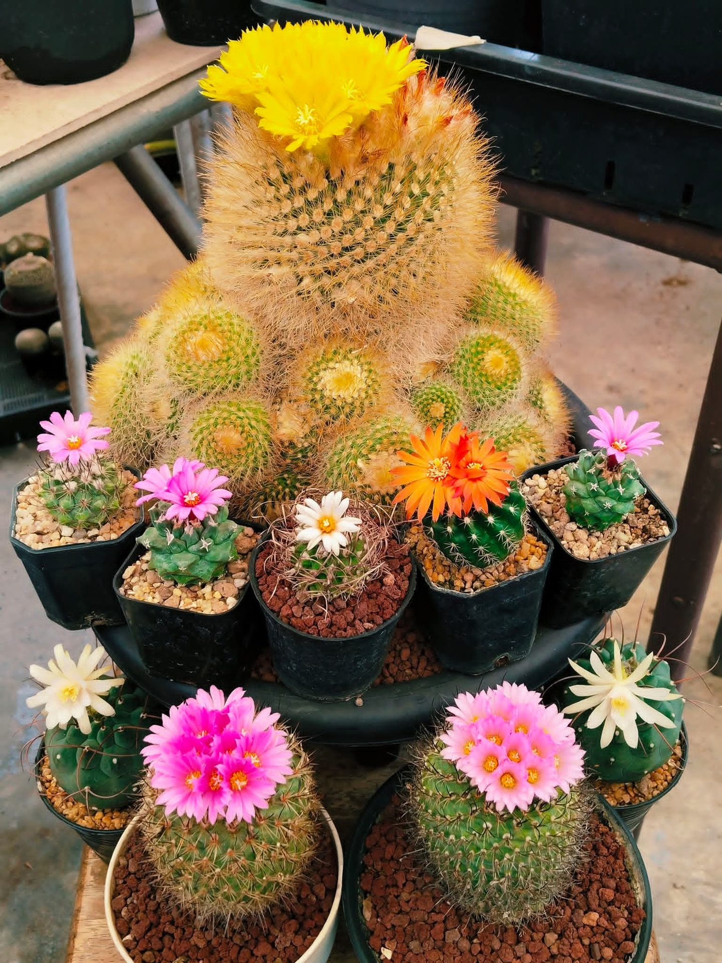 tapety caryophyllales, flowerpot