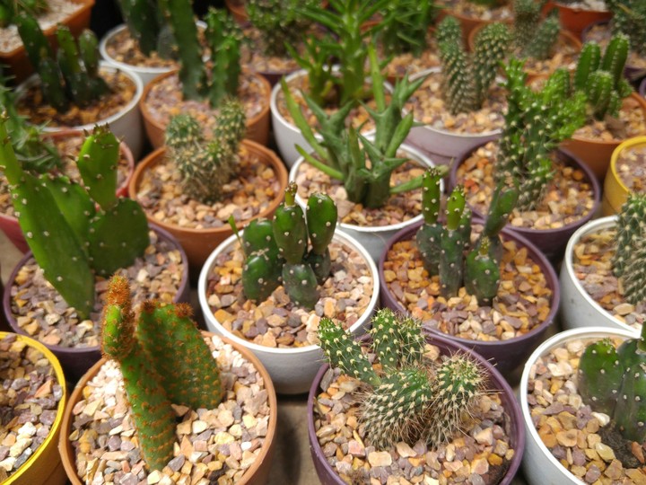 cactus