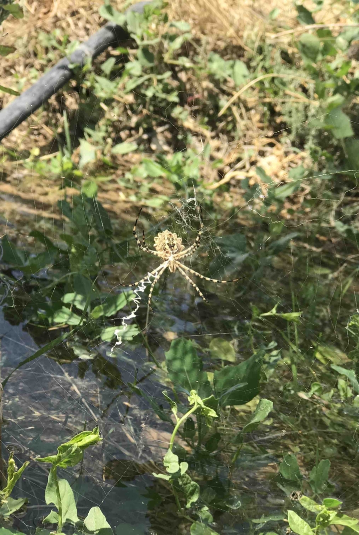 spider
