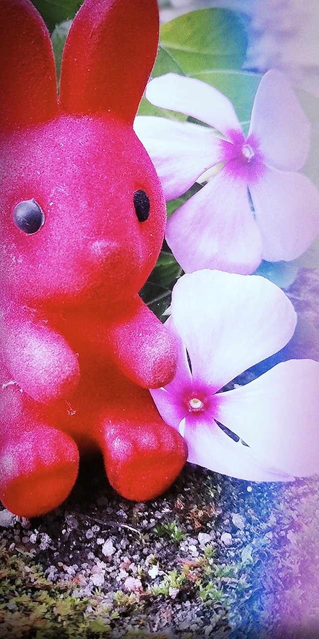 small red teddy