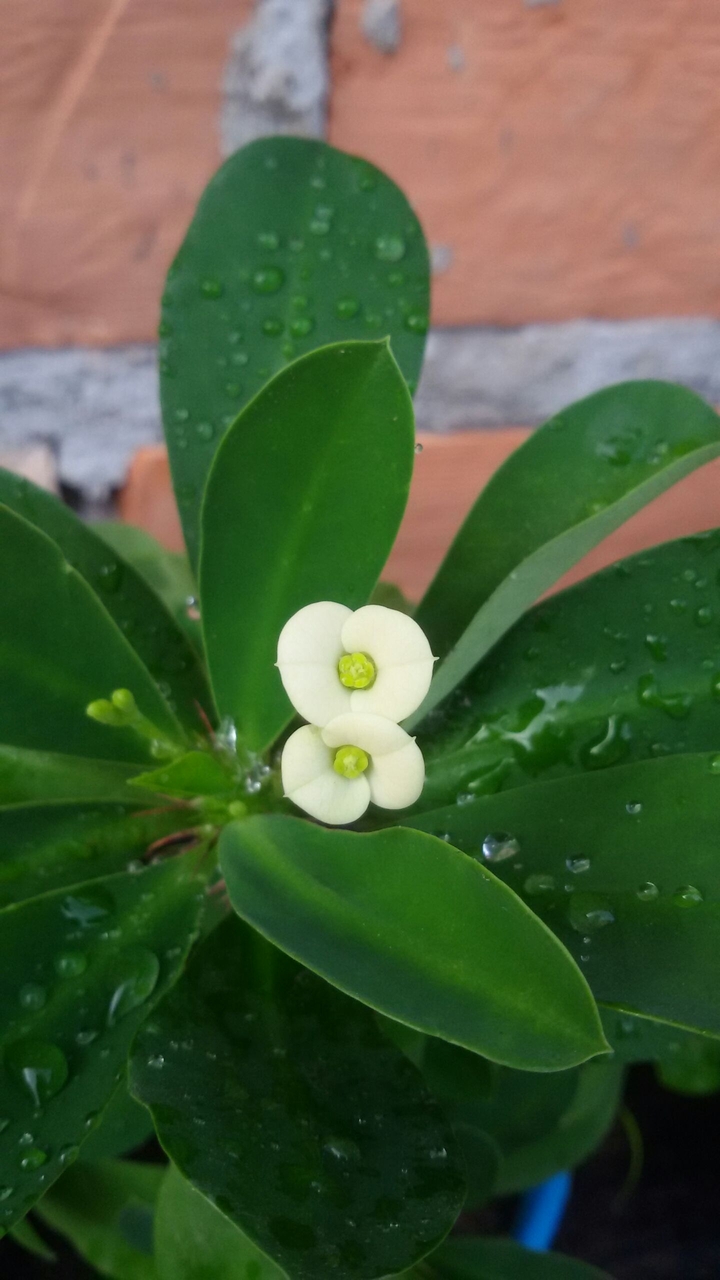 mini flor