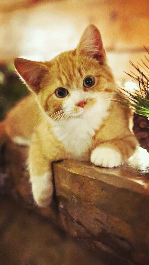 cat