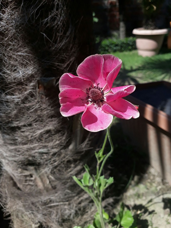 little flower