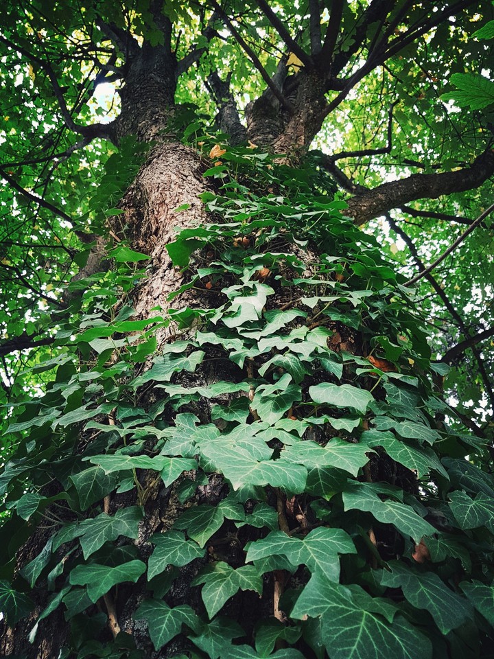 Ivy on a tree