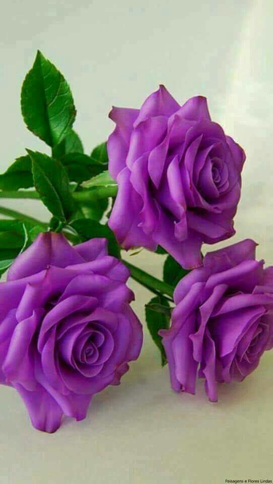 purple roses