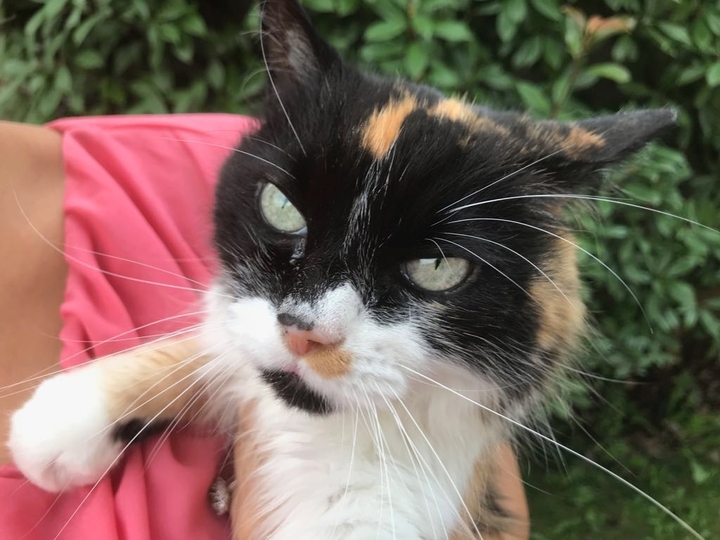 cat