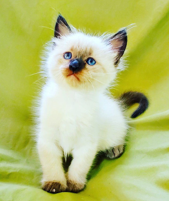 kitten