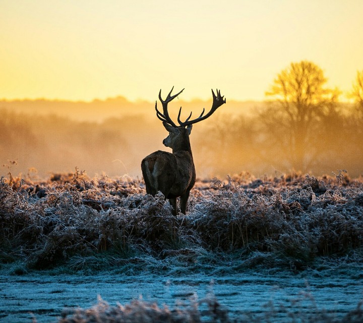 wi