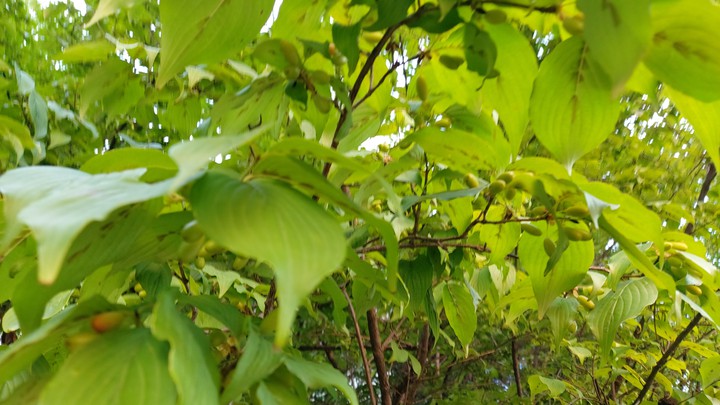산수유 열매